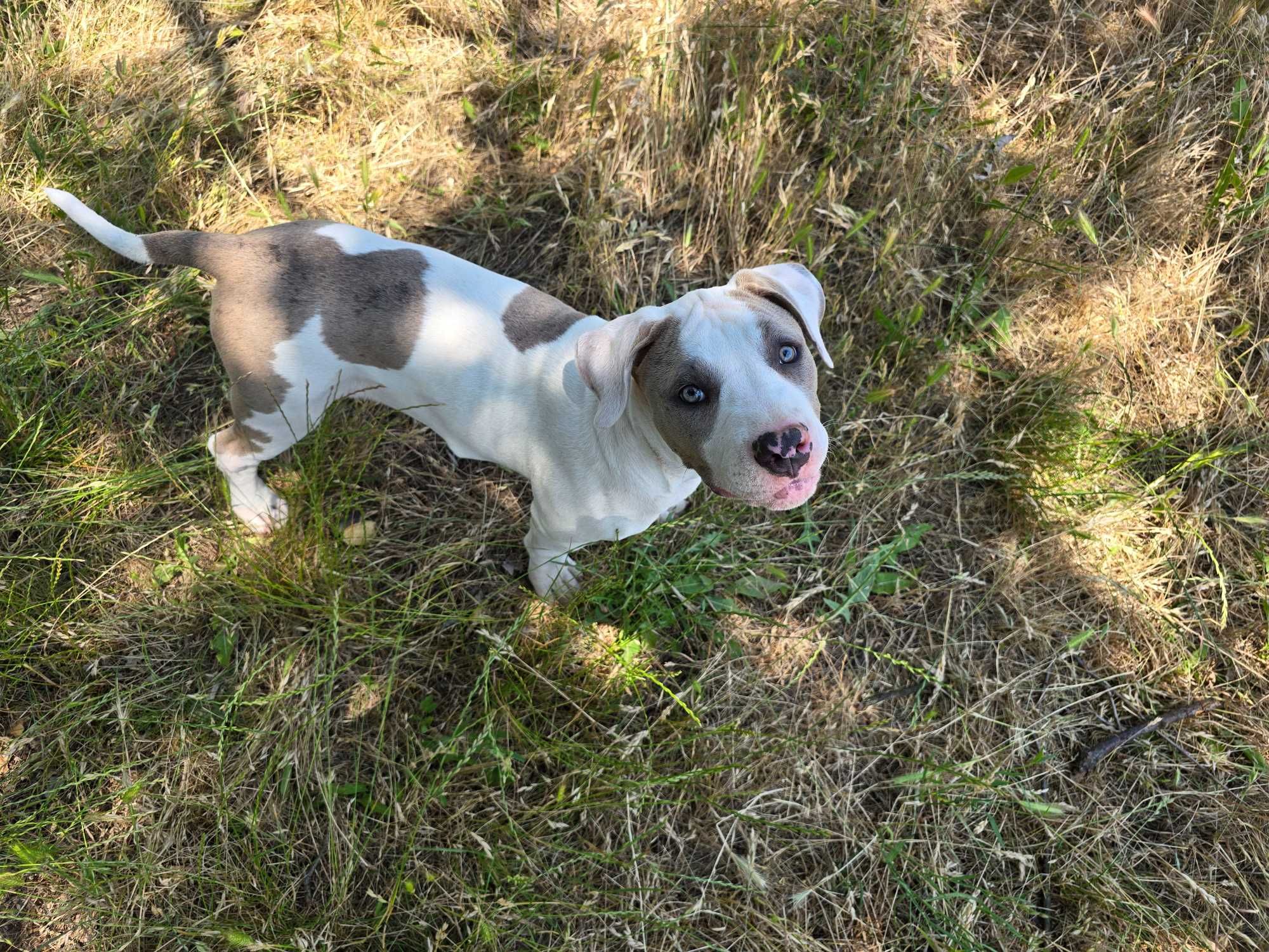 American Bully XL Женско куче  ,Були Хл