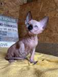 Fetita Sphynx cu pedigree si teste