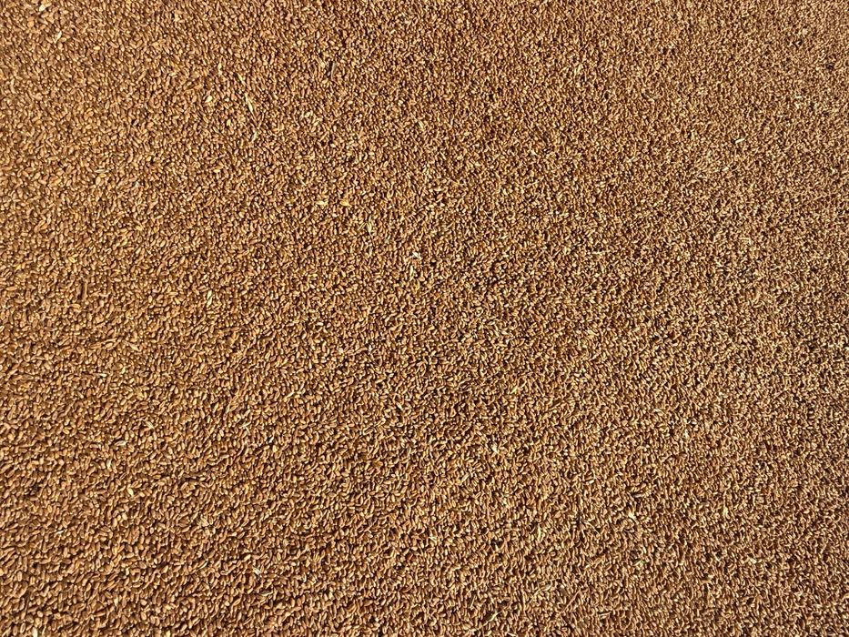 Vând grâu panificație,recolta 2025, circa 15T