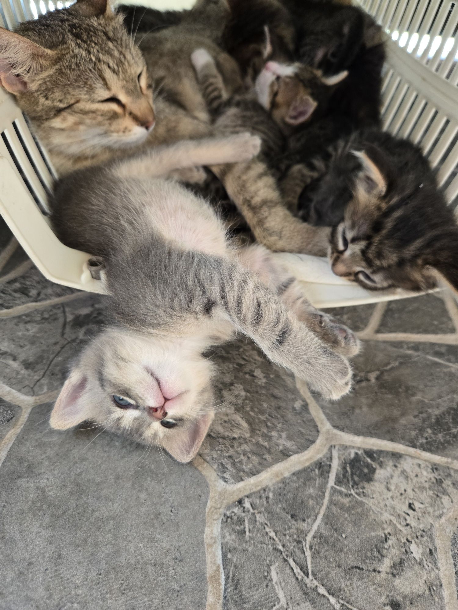 Dau spre ADOPȚIE pui de pisica