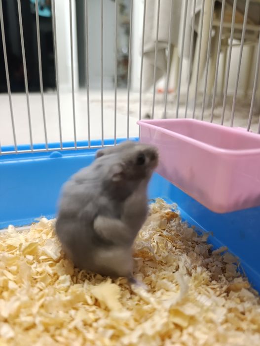 Хомяк джунгарский