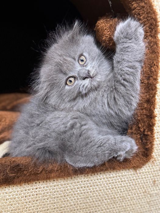 Шотландский котёнок Highland Fold, 2 месяца, мальчик