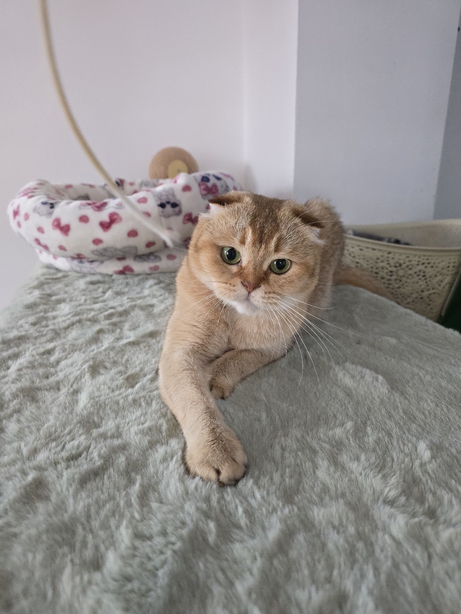 Donez pisica adulta scottish fold