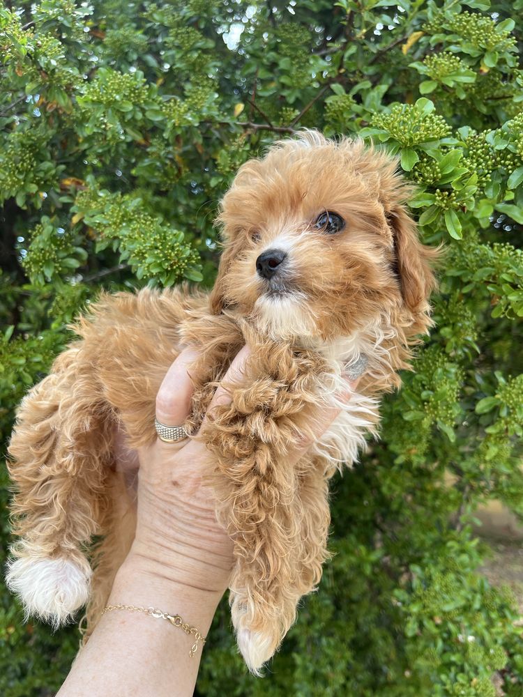 Maltipoo fetita mini