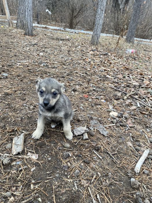 Девочкам нужен дом!