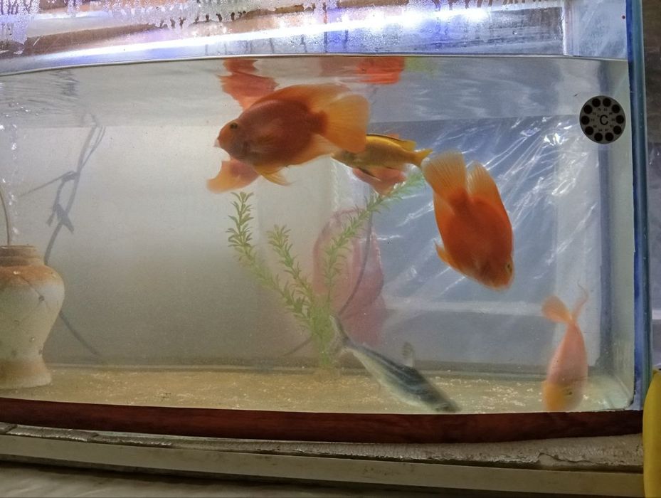 Продаётся  аквариум и  Рыбы 5 попугаев 1 акула 1 африканский