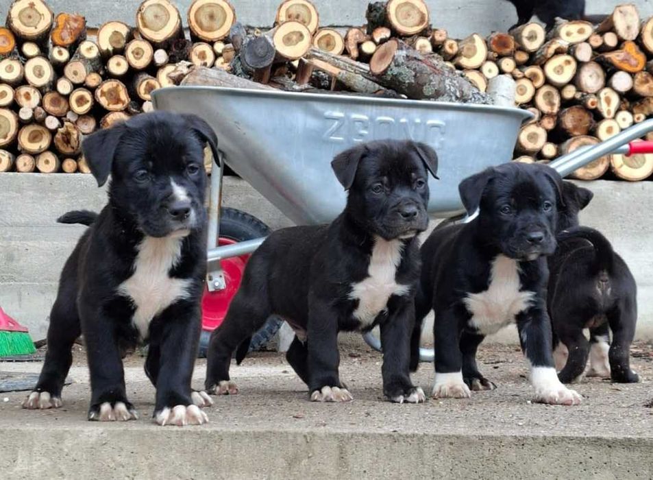 Pui caine metis, Amstaff cu ciobanesc