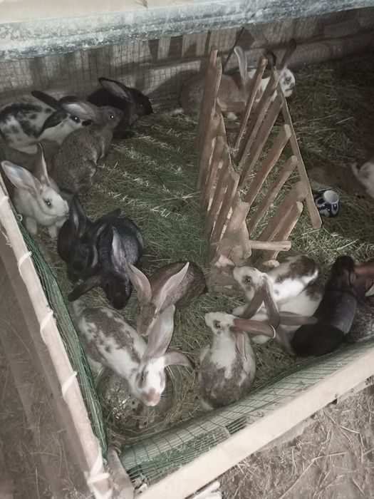 Зайка и зайки продажа