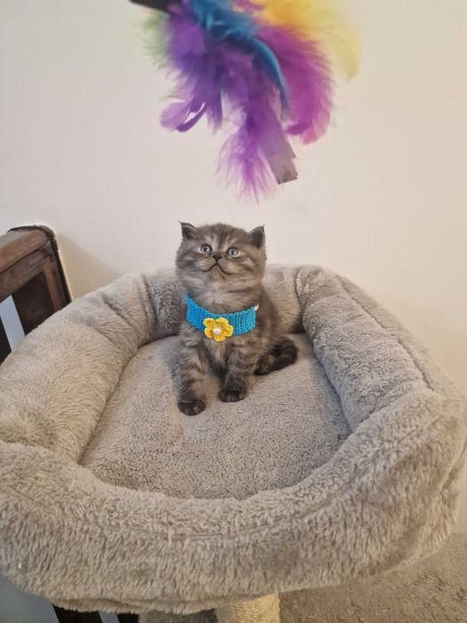 Băiețel british tabby