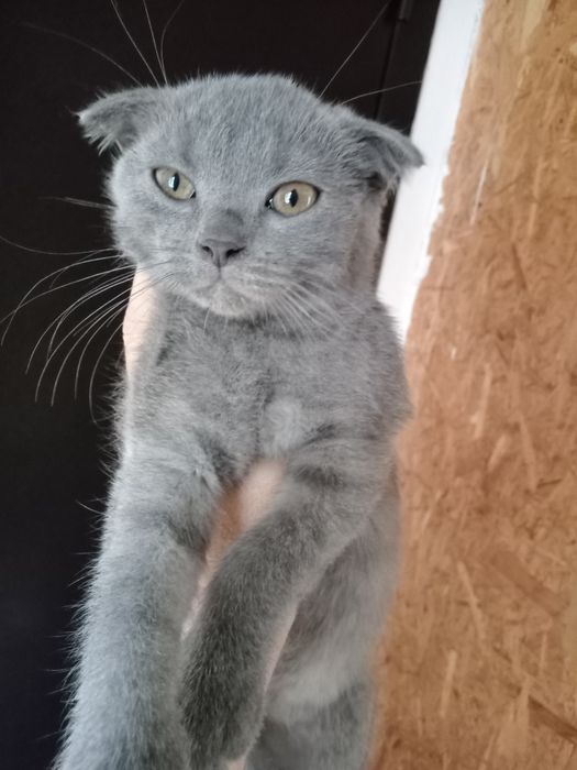Котенок вислоухий, добрый, ласковы