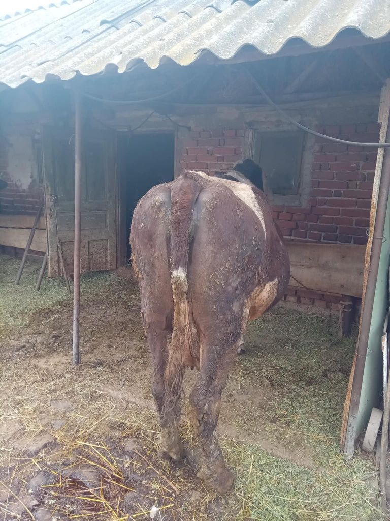 Vaca cu lapte e la al 8-lea vițel
