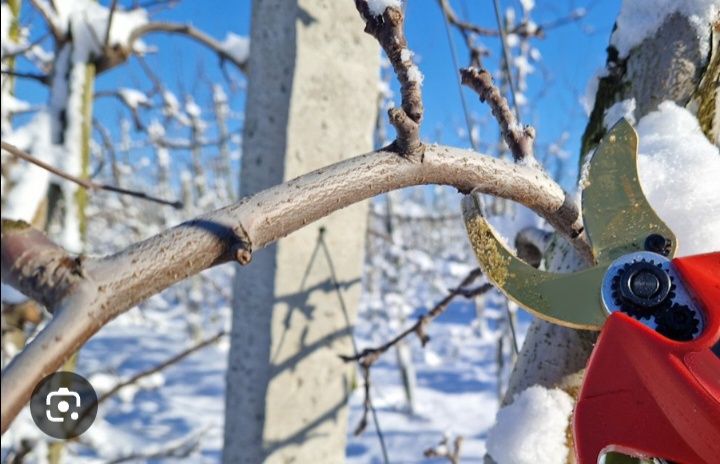 Жеміс ағаштарын қиямыз.Обрезка