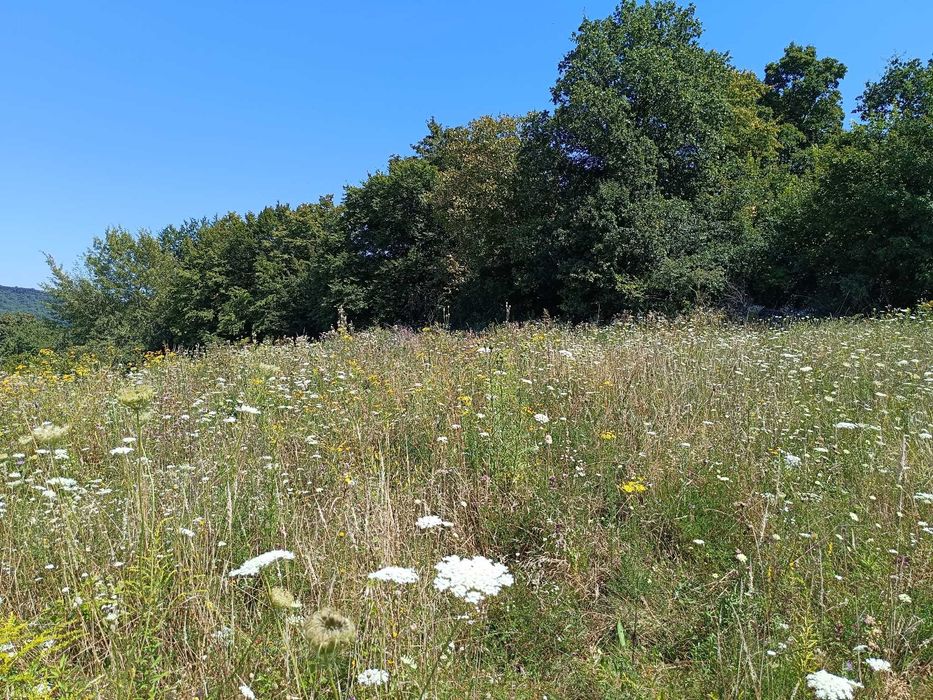 Vand teren intravilan Corunca/Panorama superba/Liziera padurii
