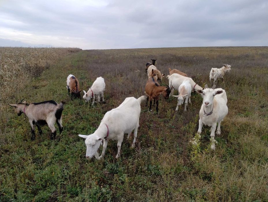 Vând capre sau schimb cu oi