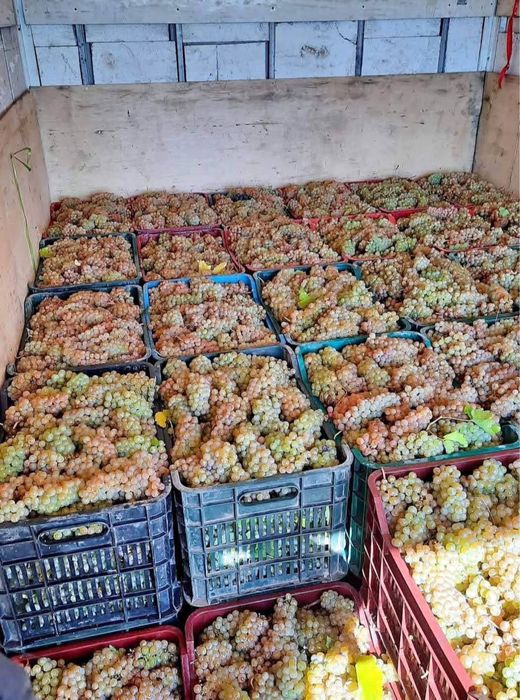 Struguri de vin.