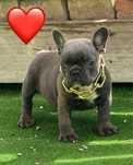Mascul buldog francez blue