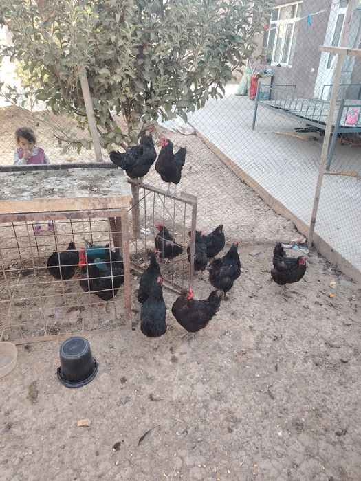 Uyda boqilgan tovuqlar sotiladi 13+2 Ta xoroz