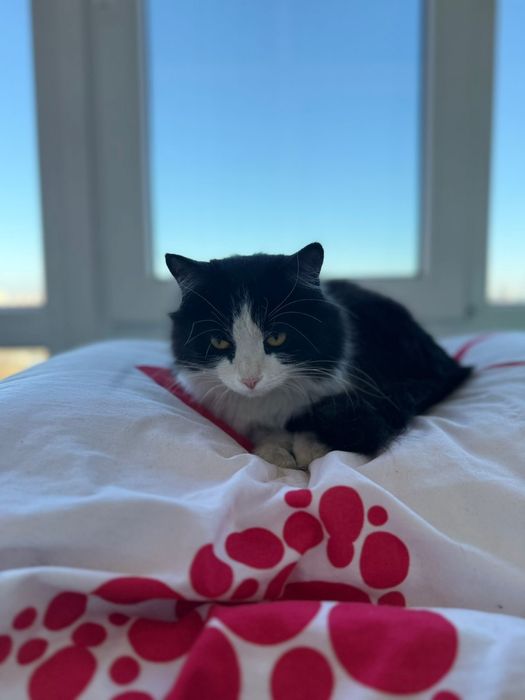 Срочно дом кошечке город Астана