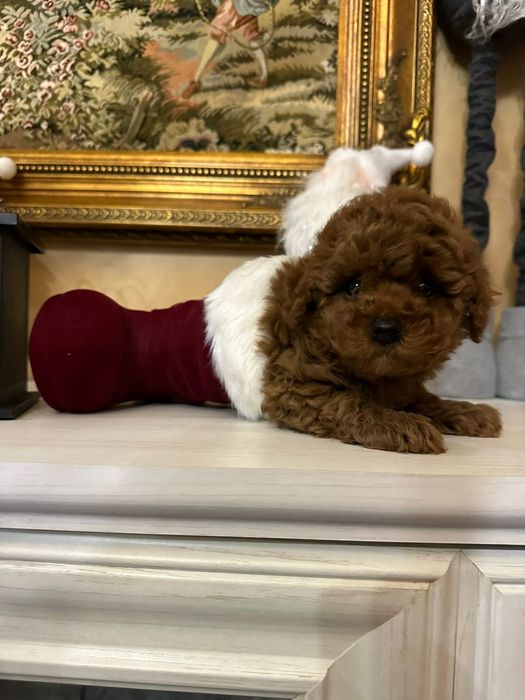 Mascul pudel talie toy,culoare Red Brown