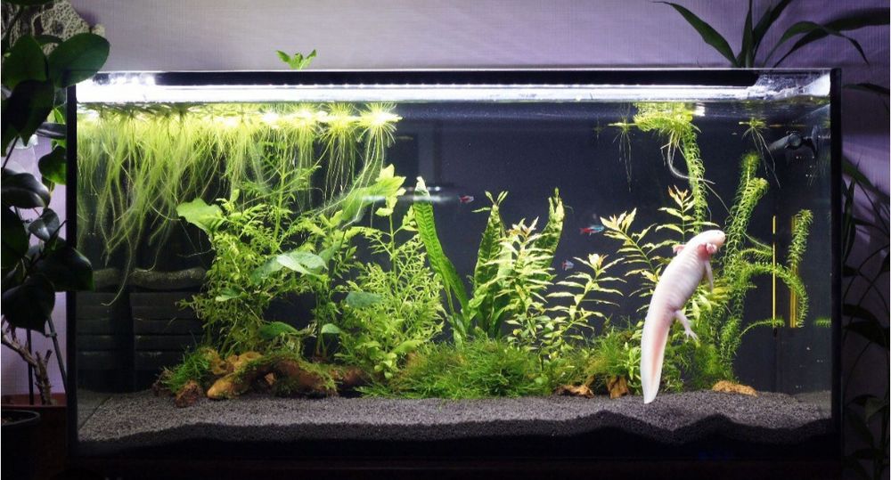 Продам аквариум с Аксолотлем