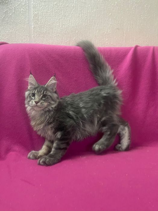 Maine Coon cu părinții campion