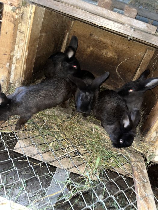 Vand iepurasi mici - mari