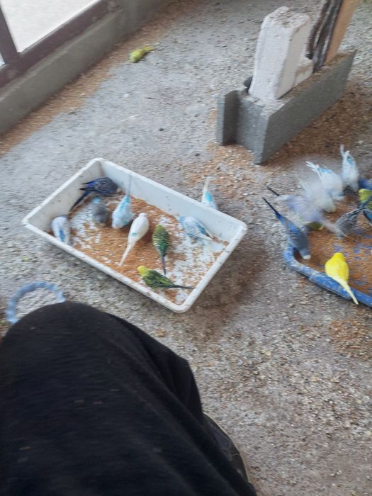 Vindem papagali diferite  culori