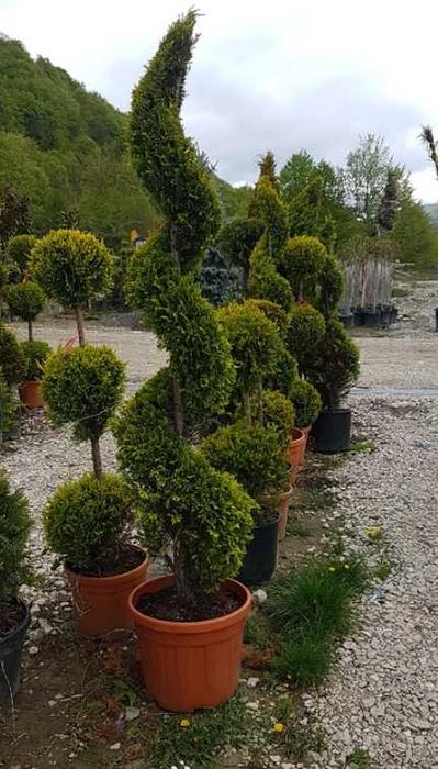 Amenajează-ți grădina cu plante decorative viguroase