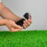 Pui Boston Terrier cu pedigree caută familie iubitoare