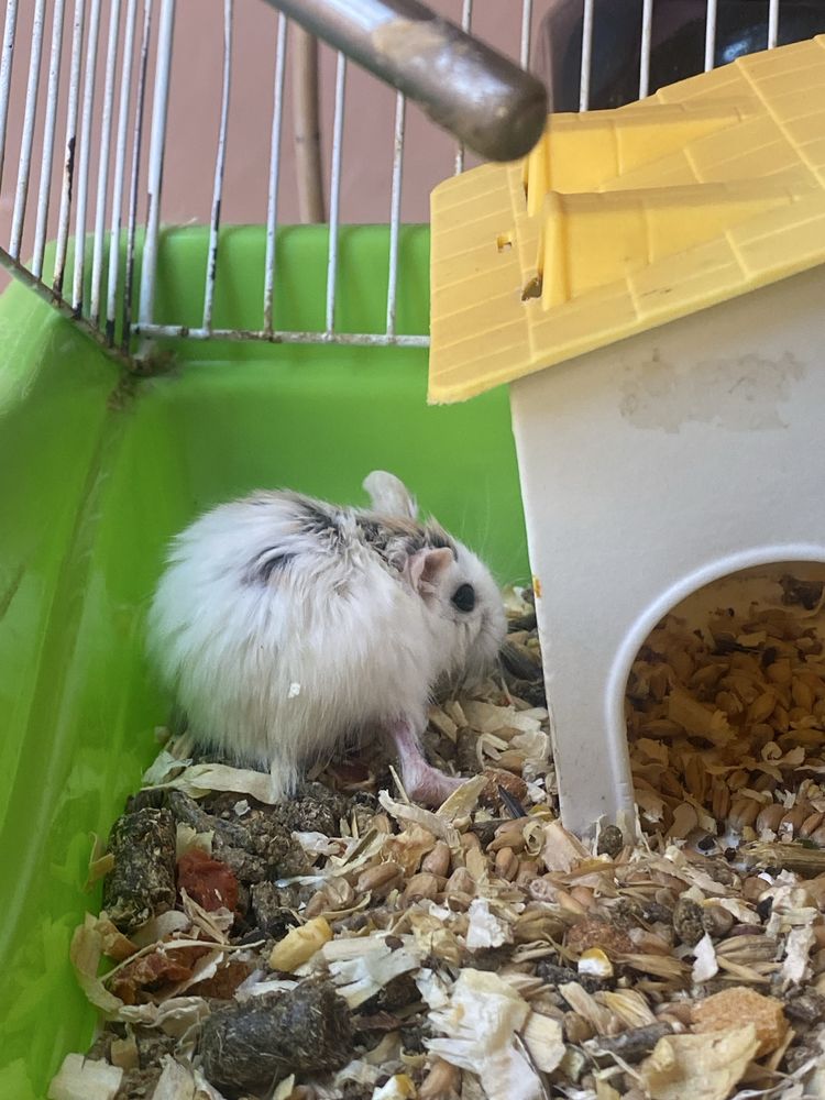 Hamster cu cusca