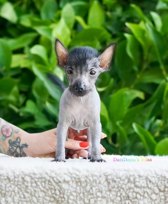 Xoloitzcuintli mini/xolo mini/mexican fara par cu pedigree - baietel