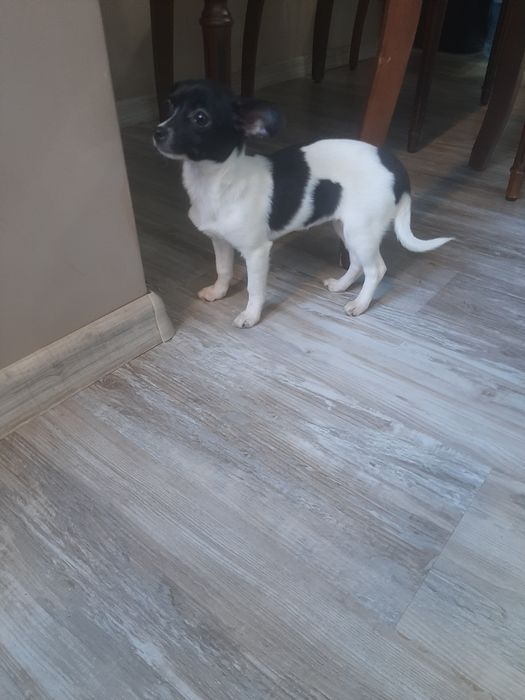 Чихуахуа момиченце