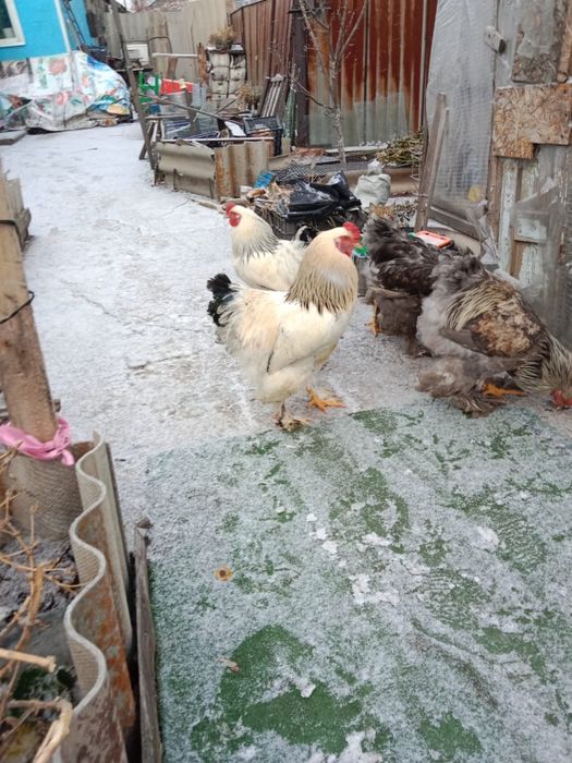 Продам петухов брам молодые