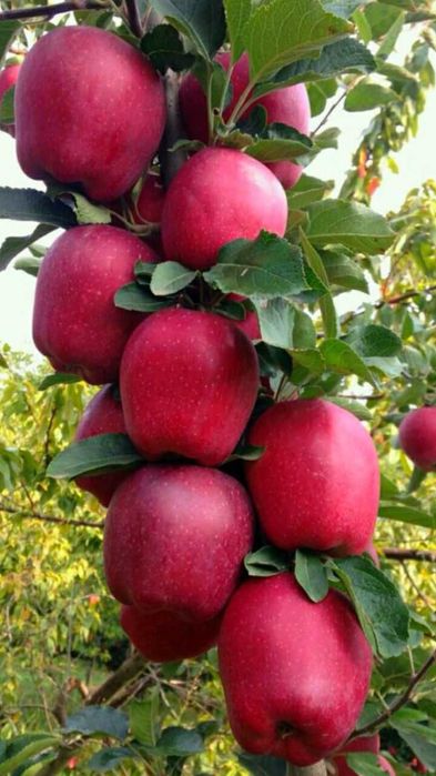 Pomi fructiferi, diverse soiuri. Arbusti.Ciresi amar maxut,Mosmon