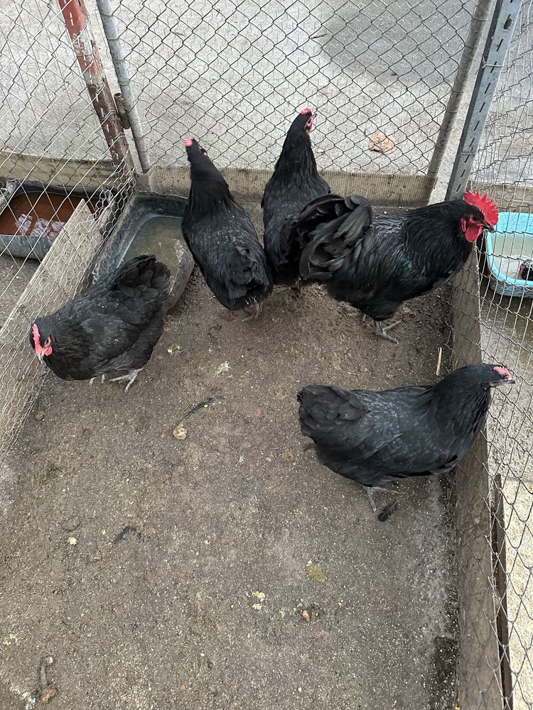 Oua Australorp pentru clocitoare / eclozat