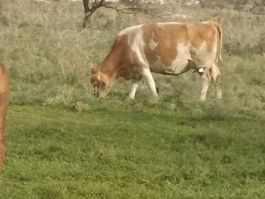 Семинталь сиырлары сатылады