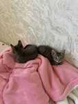 Котята. Двухмесячные.