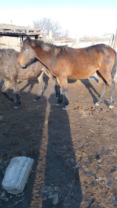 1,5 жасар ургашы тайлар сатылады  далада жургендер