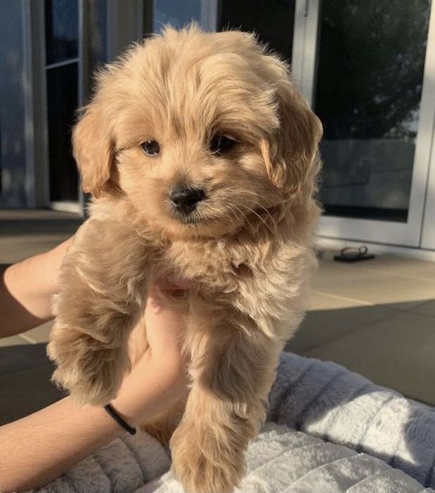 Мальтипу Ф_1 шикарный мальчик и девочка мини