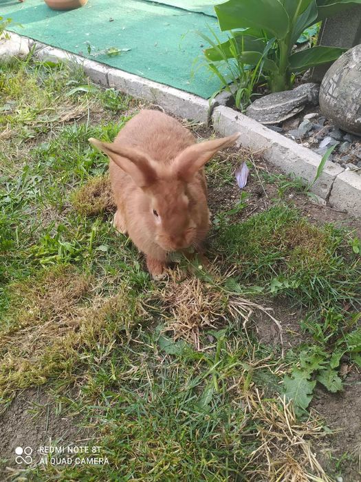 Продавам породисти зайци.