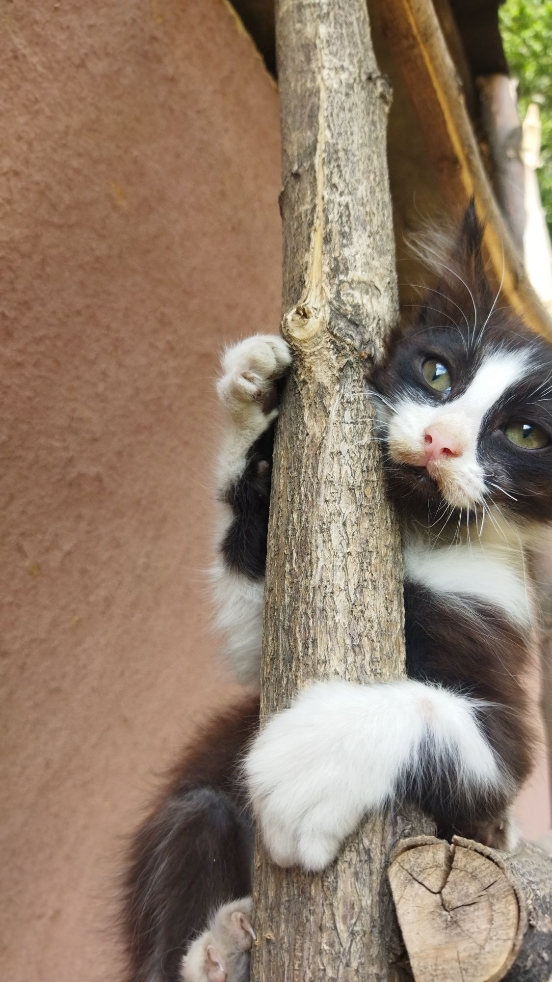 Котята ищут новых хозяев!