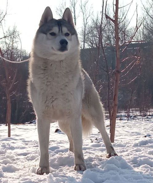 Хаски кобель на вязку