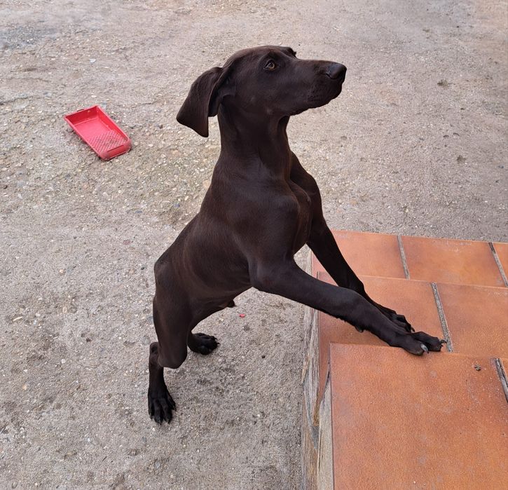 Donez câine Brac German