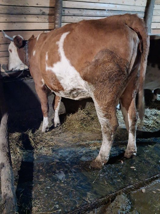 Vând vacă de 6 ani gestantă