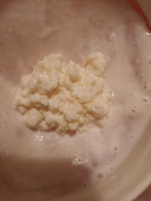 Kefir ciuperca lapte