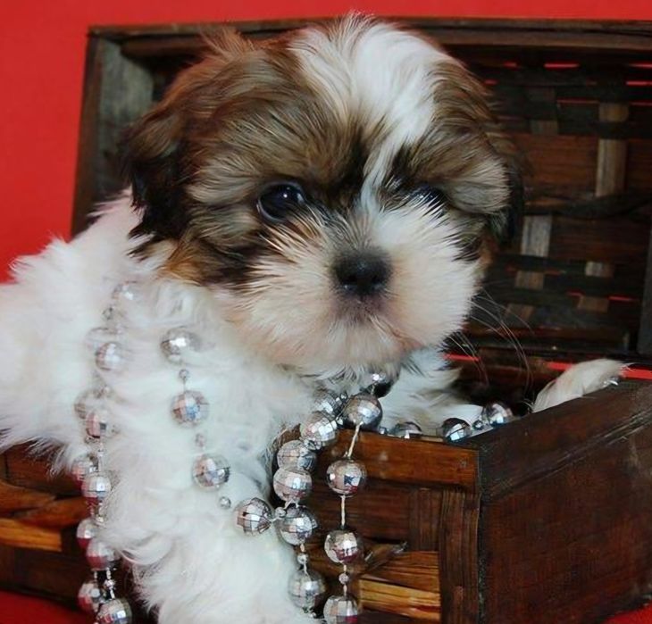 Bichon  havanez  fetiță  450 lei