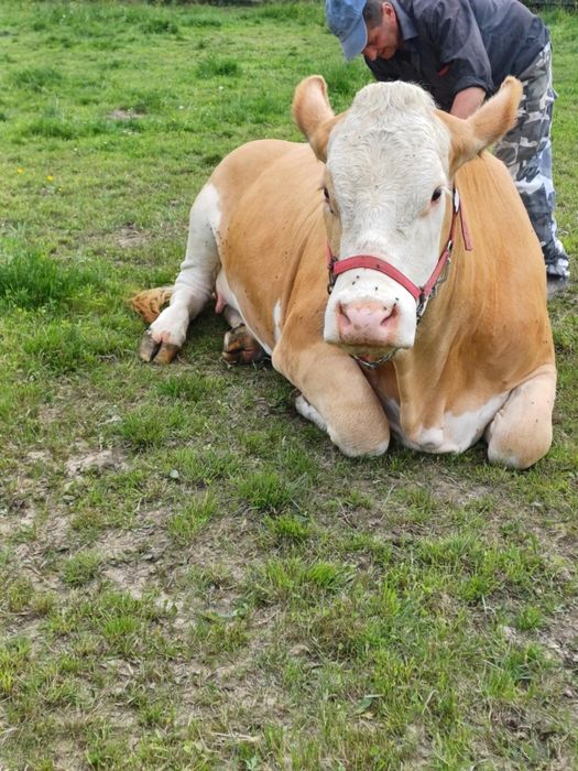 De vânzare, juninca gestanta în 9 luni