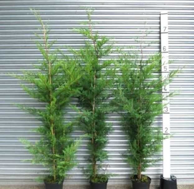 Plante Leylandii Direct din Pepinieră | 1-5 m | București &Împrejurimi