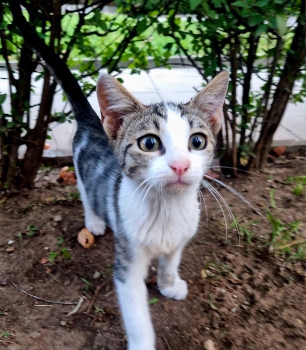 Малки котета търсят дом