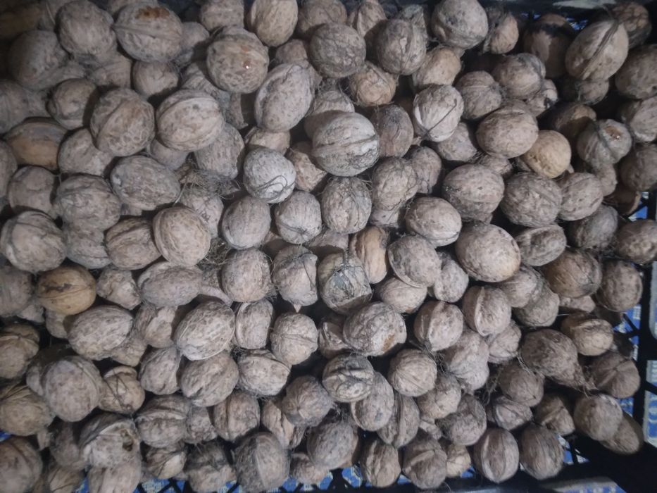 Nuci în coajă la 8 lei kg